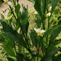 Solanum pseudocapsicum L.